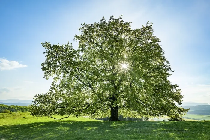 Stampa con cornice : Faggio comune (Fagus sylvatica)