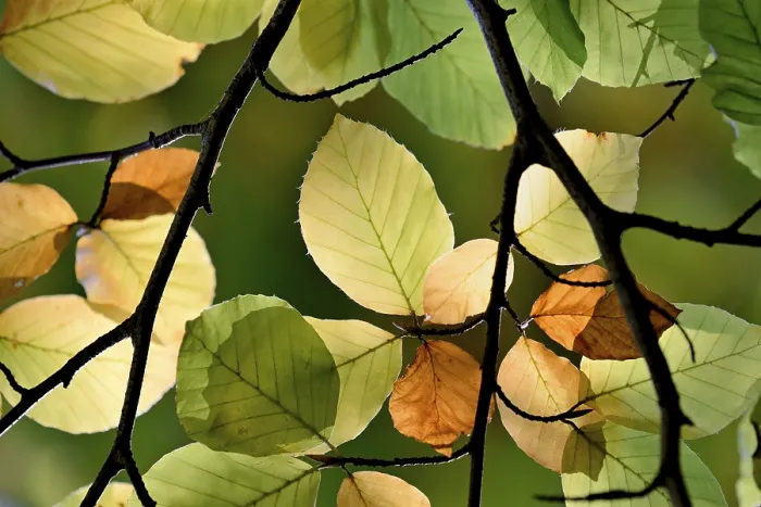Stampa con cornice : Faggio comune (Fagus sylvatica)