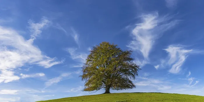 Stampa con cornice : Faggio comune (Fagus sylvatica)
