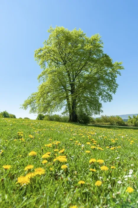 Stampa con cornice : Faggio comune (Fagus sylvatica) Stampa con cornice : Faggio comune (Fagus sylvatica)