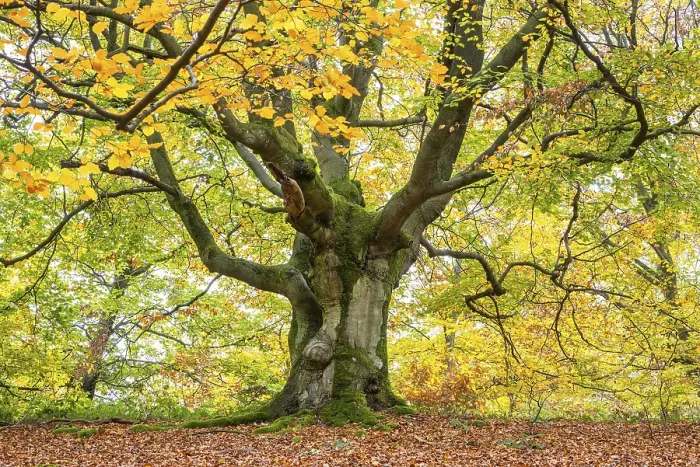 Stampa con cornice : Faggio comune (Fagus sylvatica) Stampa con cornice : Faggio comune (Fagus sylvatica)