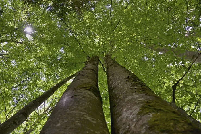 Stampa con cornice : Faggio comune (Fagus sylvatica) Stampa con cornice : Faggio comune (Fagus sylvatica)