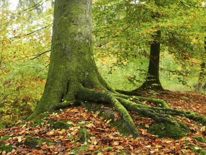 Stampa con cornice : Faggio comune (Fagus sylvatica)