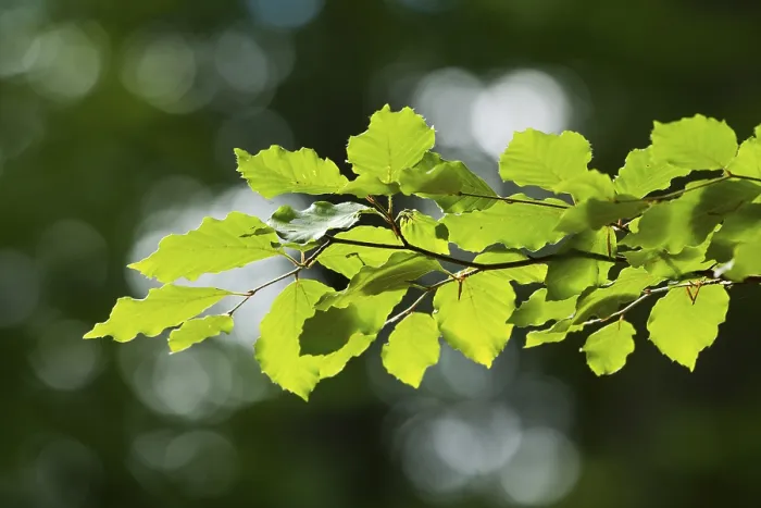 Stampa con cornice : Faggio comune (Fagus sylvatica) Stampa con cornice : Faggio comune (Fagus sylvatica)