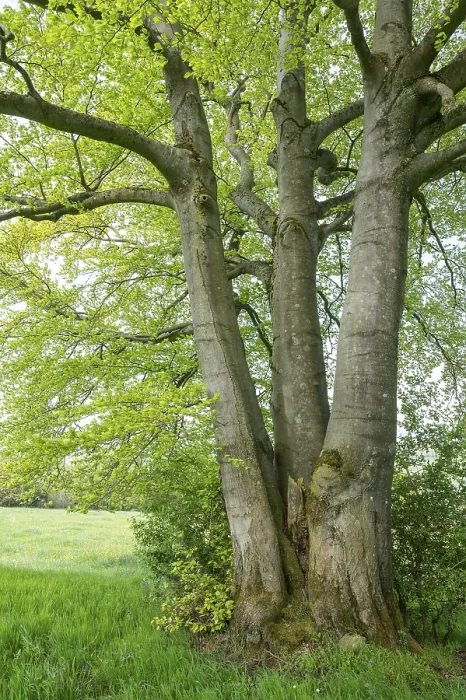 Stampa con cornice : Faggio comune (Fagus sylvatica) Stampa con cornice : Faggio comune (Fagus sylvatica)