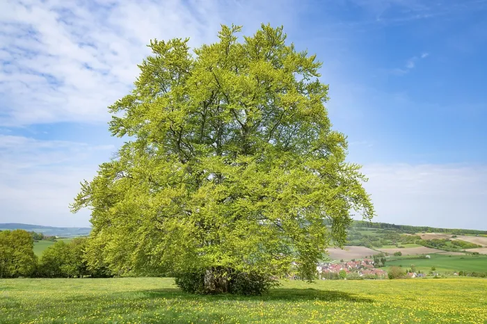 Stampa con cornice : Faggio comune (Fagus sylvatica) Stampa con cornice : Faggio comune (Fagus sylvatica)