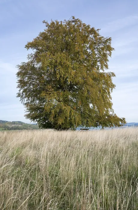 Stampa con cornice : Faggio comune (Fagus sylvatica) Stampa con cornice : Faggio comune (Fagus sylvatica)