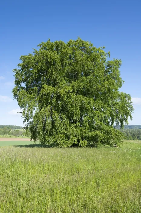 Stampa con cornice : Faggio comune (Fagus sylvatica) Stampa con cornice : Faggio comune (Fagus sylvatica)