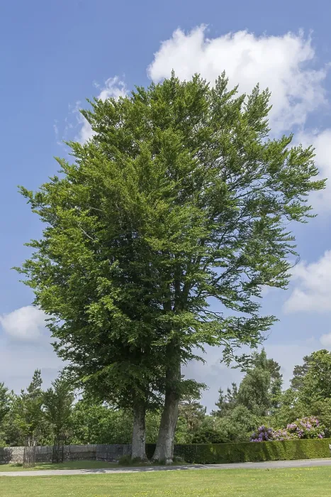 Stampa con cornice : Faggio comune (Fagus sylvatica) Stampa con cornice : Faggio comune (Fagus sylvatica)
