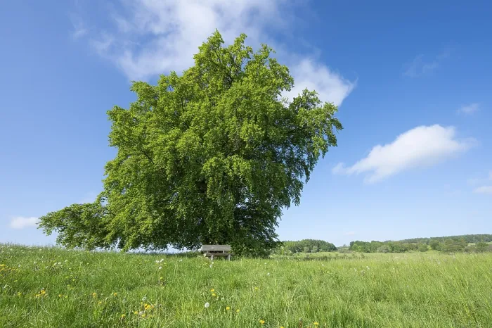 Stampa con cornice : Faggio comune (Fagus sylvatica)