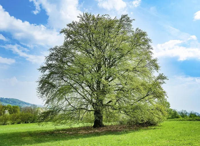 Stampa con cornice : Faggio comune (Fagus sylvatica) in primavera. Stampa con cornice : Faggio comune (Fagus sylvatica) in primavera.