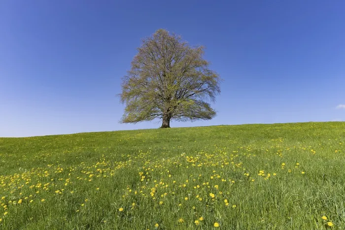 Stampa con cornice : Faggio comune (Fagus sylvatica) in primavera. Stampa con cornice : Faggio comune (Fagus sylvatica) in primavera.