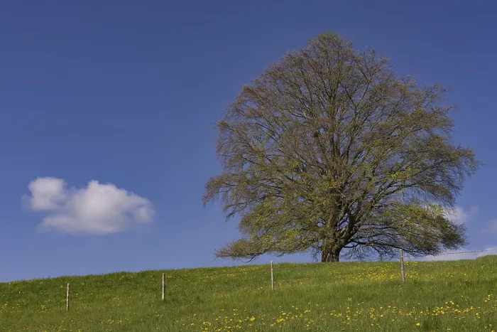 Stampa con cornice : Faggio comune (Fagus sylvatica) in primavera. Stampa con cornice : Faggio comune (Fagus sylvatica) in primavera.