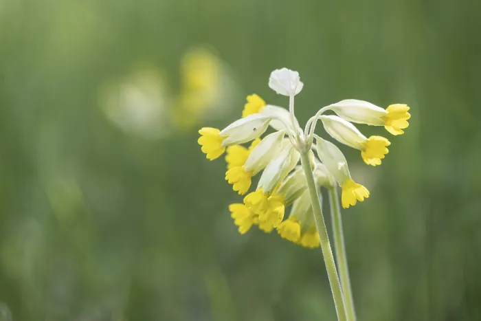 Stampa con cornice : Cowslip comune (Primula veris), Turingia, Germania. Stampa con cornice : Cowslip comune (Primula veris), Turingia, Germania.