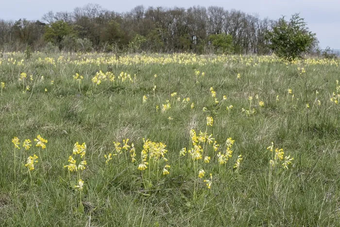 Stampa con cornice : Primula veris, Turingia, Germania. Stampa con cornice : Primula veris, Turingia, Germania.