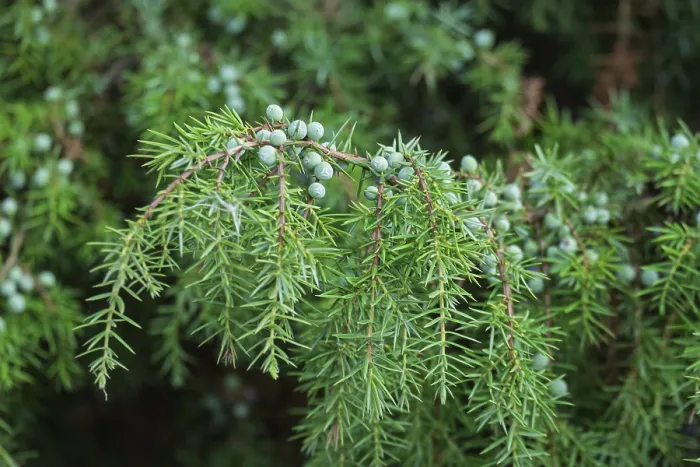 Stampa con cornice : Cedro comune (Juniperus communis) Stampa con cornice : Cedro comune (Juniperus communis)