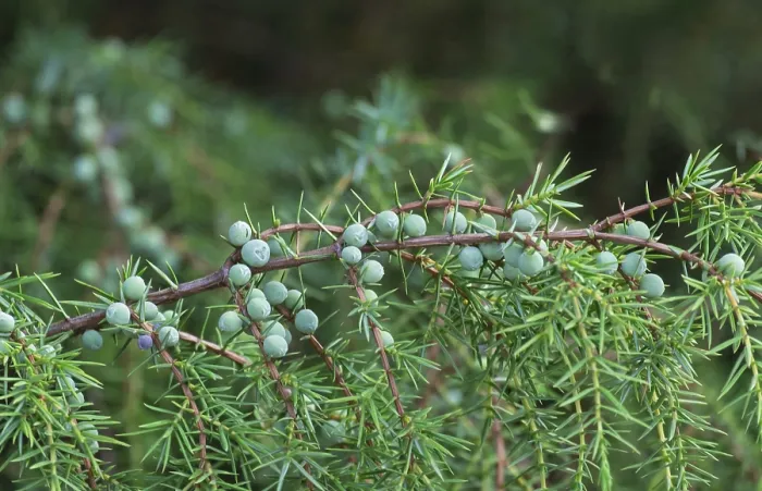 Stampa con cornice : Junipero comune (Juniperus communis)
