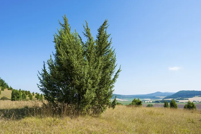 Stampa con cornice : Ginepro comune (Juniperus communis) Stampa con cornice : Ginepro comune (Juniperus communis)