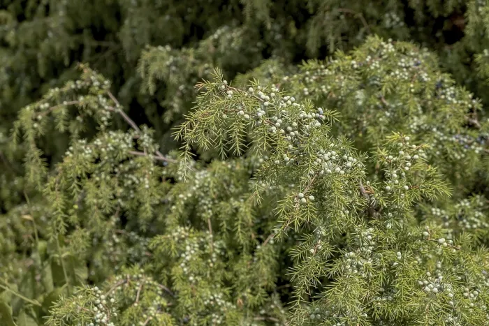 Stampa con cornice : Junipero comune (Juniperus communis) Stampa con cornice : Junipero comune (Juniperus communis)