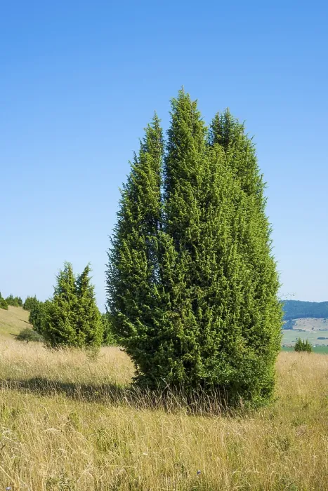 Stampa con cornice : Junipero comune (Juniperus communis) Stampa con cornice : Junipero comune (Juniperus communis)