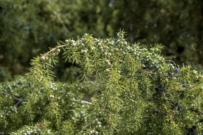 Stampa con cornice : Junipero comune (Juniperus communis) Stampa con cornice : Junipero comune (Juniperus communis)