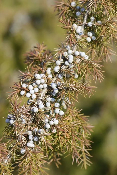 Stampa con cornice : Cedro comune (Juniperus communis)