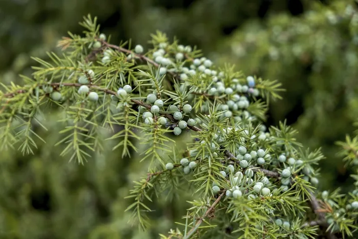 Stampa con cornice : Junipero comune (Juniperus communis)