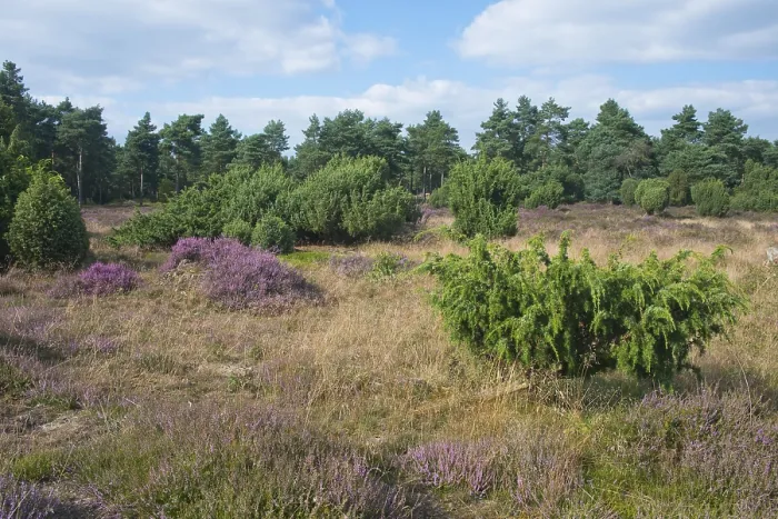 Stampa con cornice : Junipero comune (Juniperus communis)