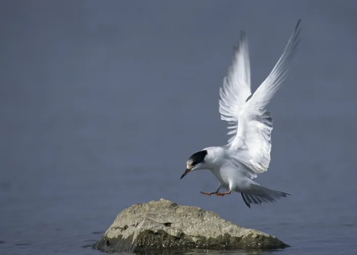 Stampa con cornice : Sterna comune, sterna comune, Sterna hirundo. Stampa con cornice : Sterna comune, sterna comune, Sterna hirundo.