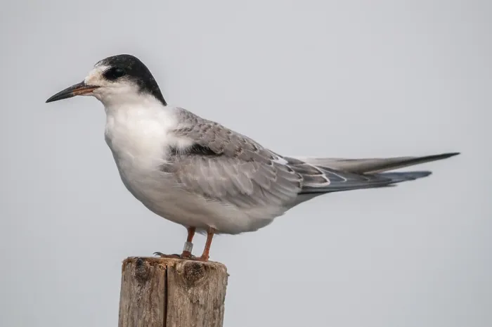 Stampa con cornice : Sterna comune, sterna comune, Sterna hirundo. Stampa con cornice : Sterna comune, sterna comune, Sterna hirundo.