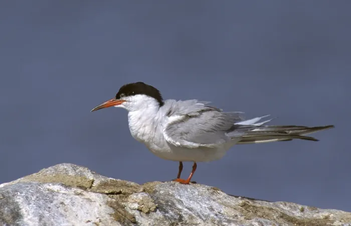 Stampa con cornice : Sterna comune, sterna comune, Sterna hirundo. Stampa con cornice : Sterna comune, sterna comune, Sterna hirundo.