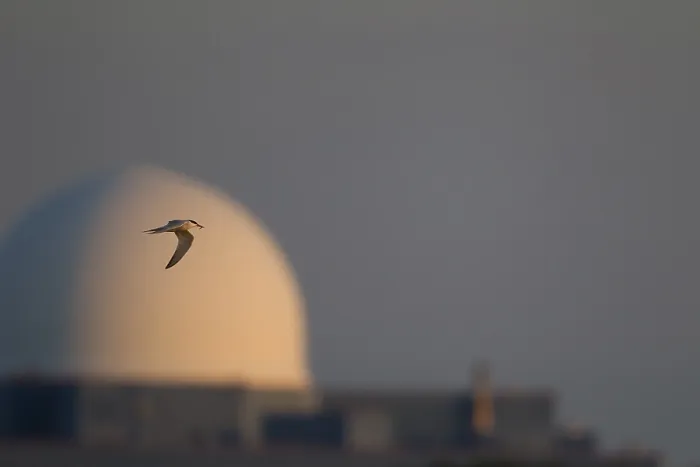 Stampa con cornice : Sterna comune (Sterna hirundo) Stampa con cornice : Sterna comune (Sterna hirundo)