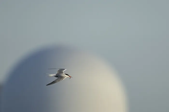 Stampa con cornice : Sterna comune (Sterna hirundo) Stampa con cornice : Sterna comune (Sterna hirundo)