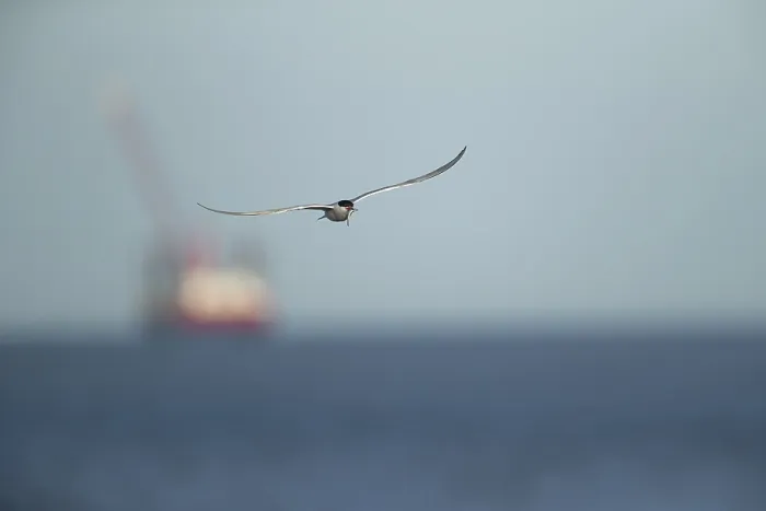Stampa con cornice : Sterna comune (Sterna hirundo) Stampa con cornice : Sterna comune (Sterna hirundo)