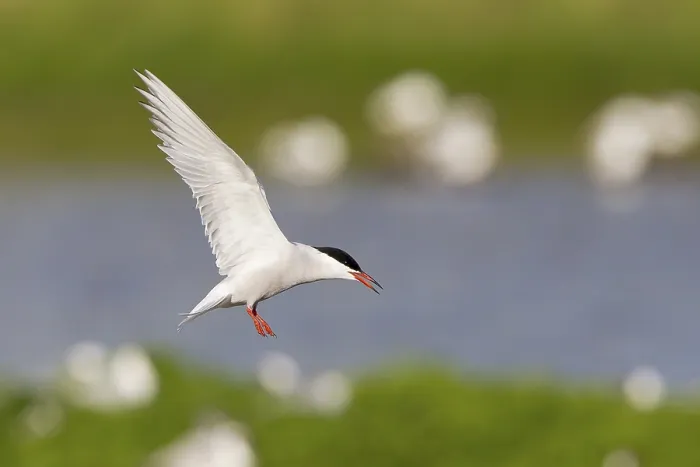 Stampa con cornice : Sterna comune (Sterna hirundo), in volo. Stampa con cornice : Sterna comune (Sterna hirundo), in volo.