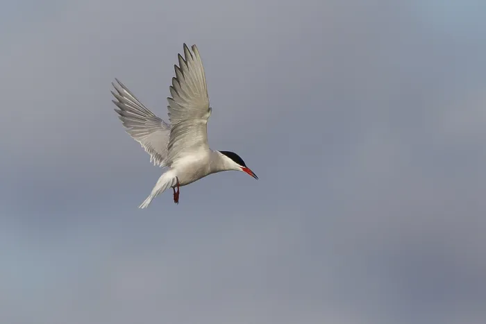 Stampa con cornice : Sterna comune (Sterna hirundo), in volo. Stampa con cornice : Sterna comune (Sterna hirundo), in volo.