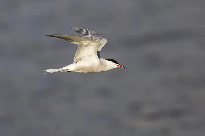 Stampa con cornice : Sterna comune (Sterna hirundo), in volo. Stampa con cornice : Sterna comune (Sterna hirundo), in volo.