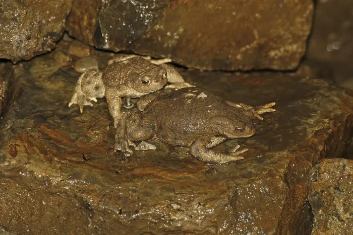 Stampa con cornice : Rana comune, Bufo bufo Stampa con cornice : Rana comune, Bufo bufo