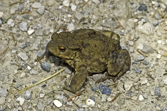 Stampa con cornice : Rospo Comune, Bufo Bufo, Rospo Comune. Stampa con cornice : Rospo Comune, Bufo Bufo, Rospo Comune.