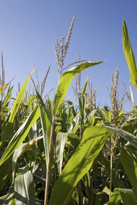 Stampa con cornice : Corn Stampa con cornice : Corn
