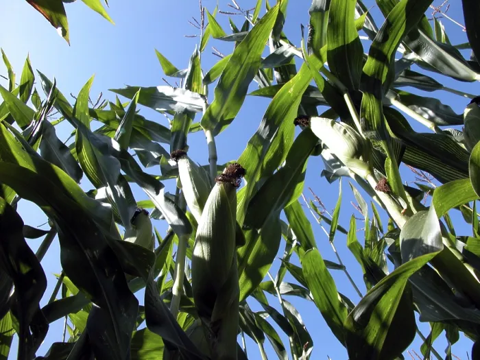Stampa con cornice : Campo di granturco
