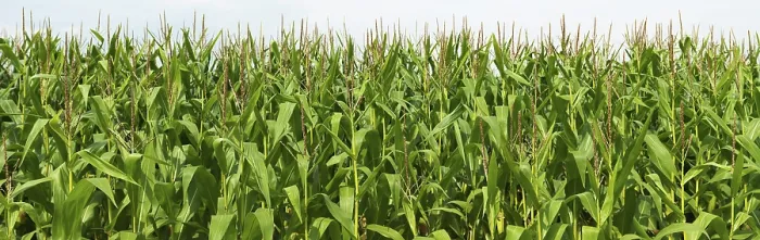 Stampa con cornice : Cornfield