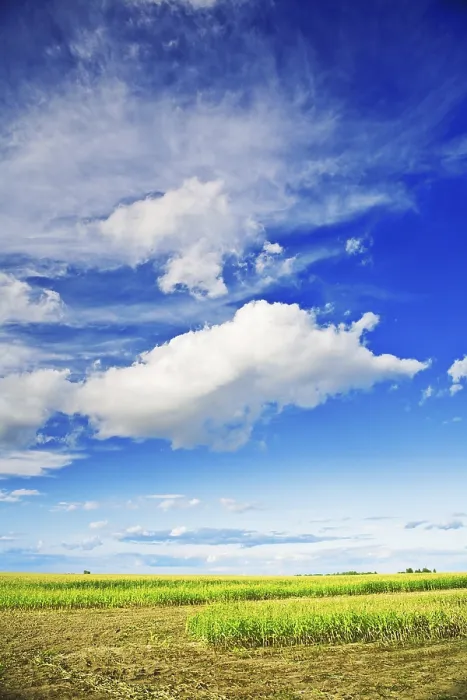 Stampa con cornice : Campo di grano e cielo.
