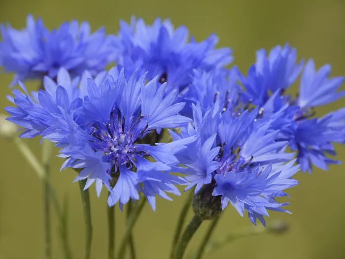 Stampa con cornice : Cornflower Stampa con cornice : Cornflower