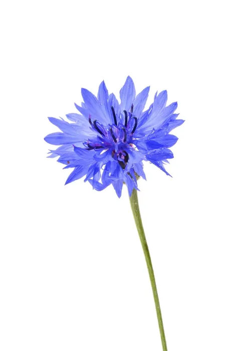 Stampa con cornice : Centaurea cyanus Stampa con cornice : Centaurea cyanus