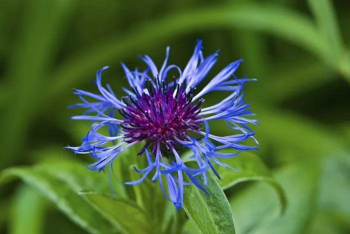 Stampa con cornice : Centauro azzurro (Centaurea cyanus) Stampa con cornice : Centauro azzurro (Centaurea cyanus)