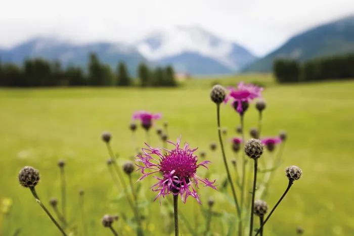 Stampa con cornice : Centaurea cyanus Stampa con cornice : Centaurea cyanus