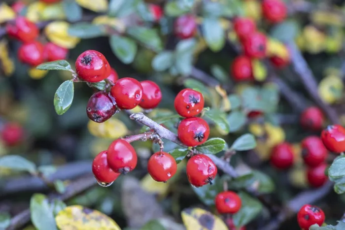 Stampa con cornice : Cotoneaster (Cotoneaster horizontalis) Stampa con cornice : Cotoneaster (Cotoneaster horizontalis)