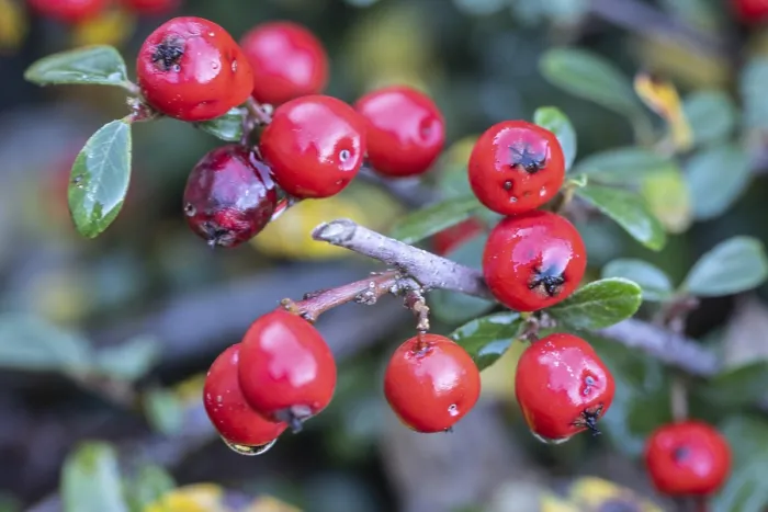 Stampa con cornice : Cotoneaster (Cotoneaster horizontalis) Stampa con cornice : Cotoneaster (Cotoneaster horizontalis)