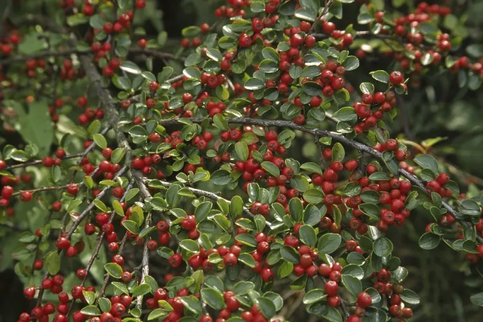 Stampa con cornice : Cotoneaster horizontalis, cotoneaster. Stampa con cornice : Cotoneaster horizontalis, cotoneaster.